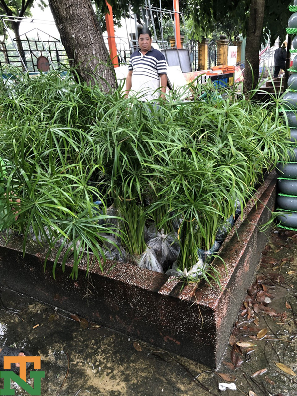 Thủy trúc được trồng rộng rãi ở Việt Nam