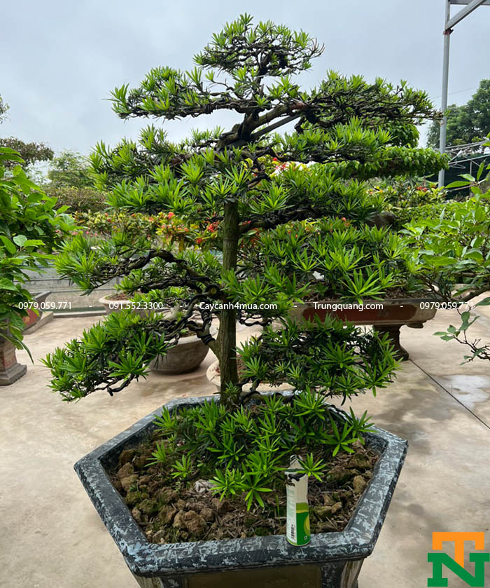bán cây tùng la hán bonsai