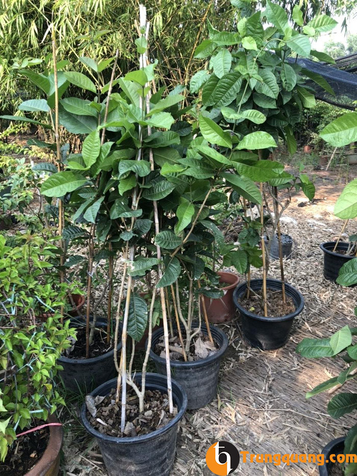 Mua cây con mai xanh thái về thì gỡ bầu ra nhẹ nhàng và đặt vào chậu mới