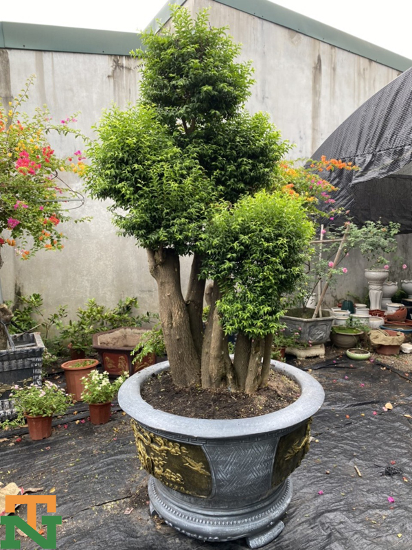 Cây mai chiếu thủy làm bonsai có dáng đẹp