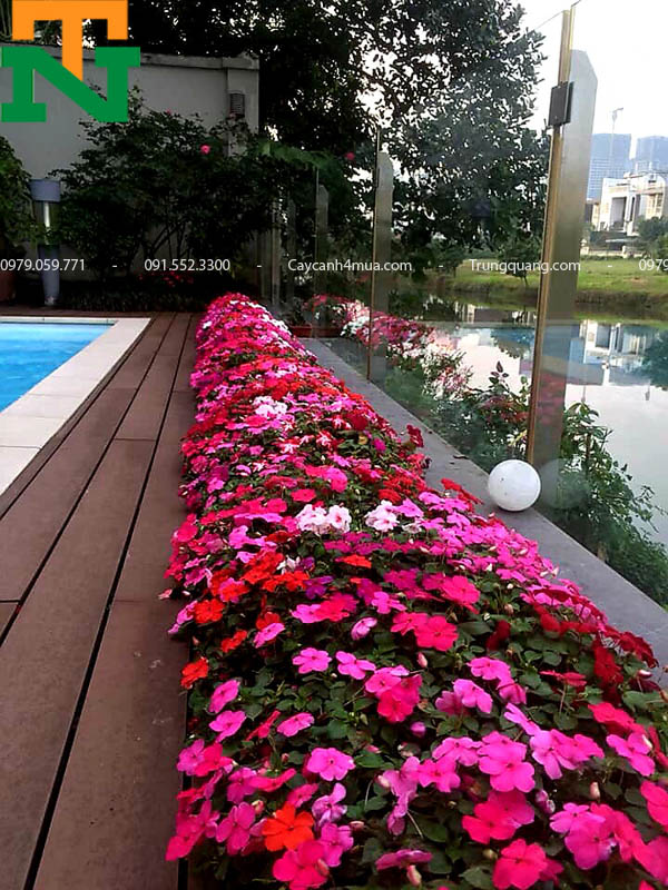 Các loại hoa cảnh nhiều màu sắc trồng tiểu cảnh gần bể bơi 