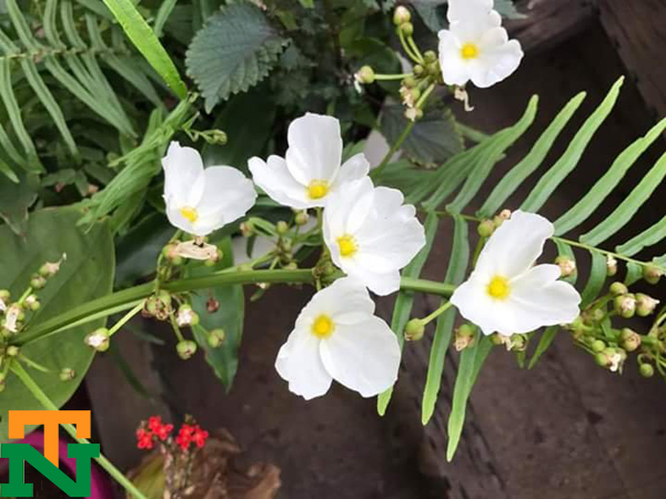 Hình ảnh hoa bách thủy tiên màu trắng tinh khôi
