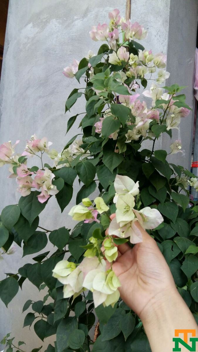 Cây hoa giấy màu trắng tinh khôi