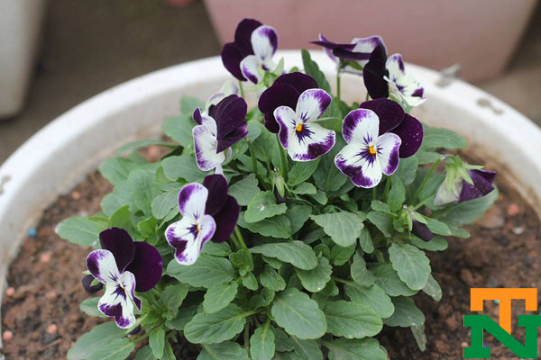 Cây hoa viola còn gọi với nhiều tên khác như cây mặt mèo, cây hoa bướm...