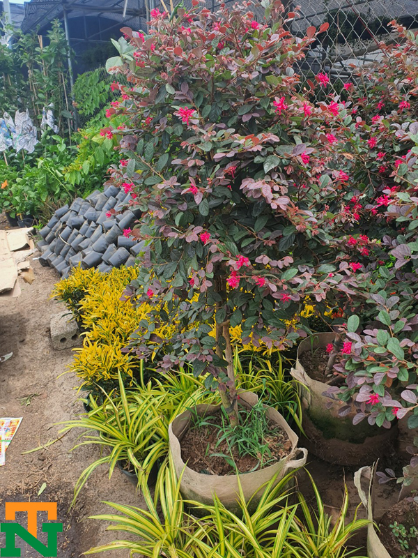 Hình ảnh cây hồng phụng to tại nhà vườn