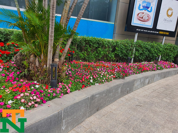 Ngọc thảo trồng lối đi trang trí khuôn viên trong khách sạn