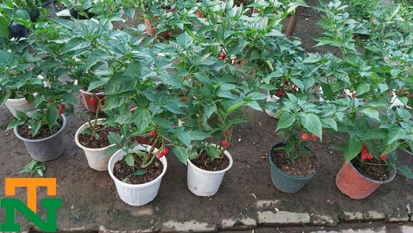 Giới thiệu cây ớt tim tại nhà vườn