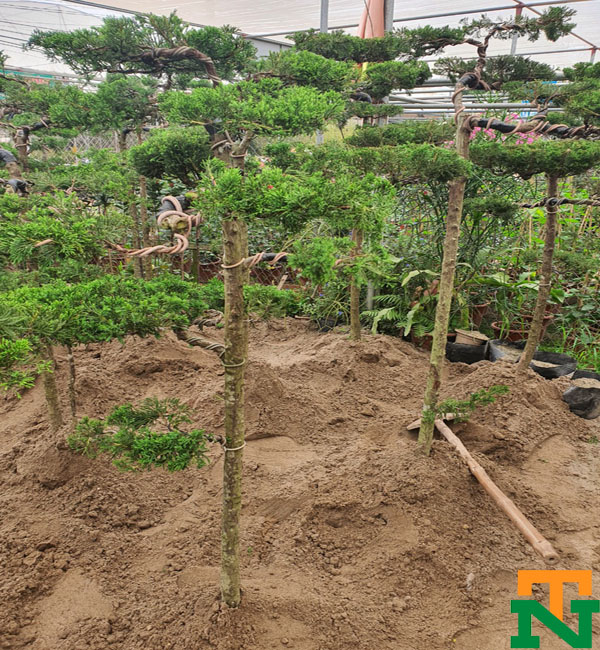 Bán cây tùng cối số lượng lớn tại nhà vườn Ms Hà
