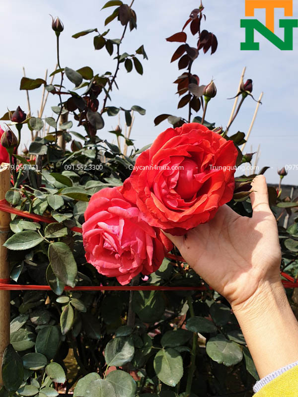 Hình ảnh cây hoa hồng cổ Trung Quốc