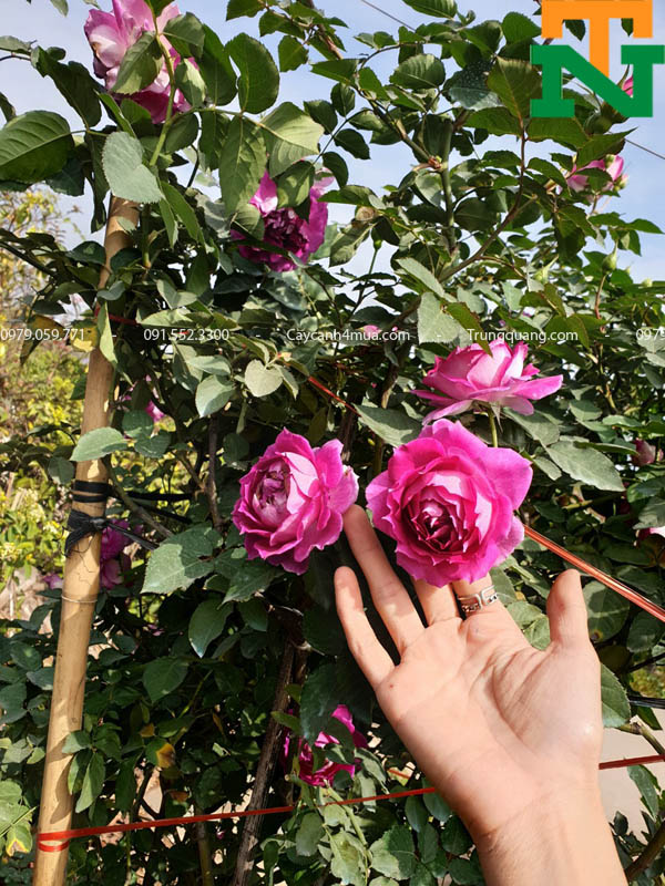 Hình ảnh cây hoa hồng sheherazad
