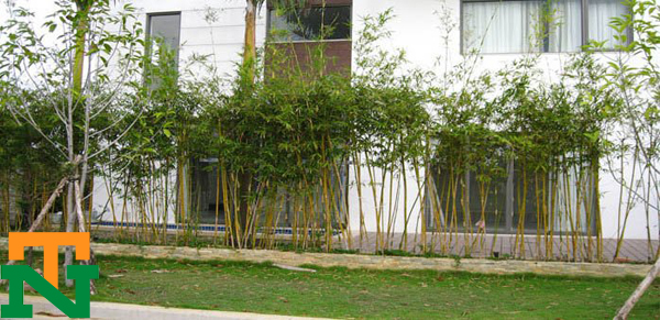 Hình ảnh cây tre ngà trồng hàng rào làm cảnh quan 