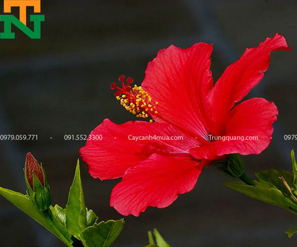 Hình ảnh hoa râm bụt đỏ