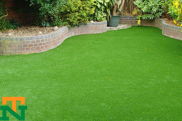 Hình ảnh trồng cỏ nhung nhật tạo thảm xanh trong sân vườn