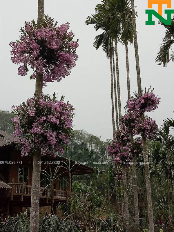 Hoa cau màu tím đẹp