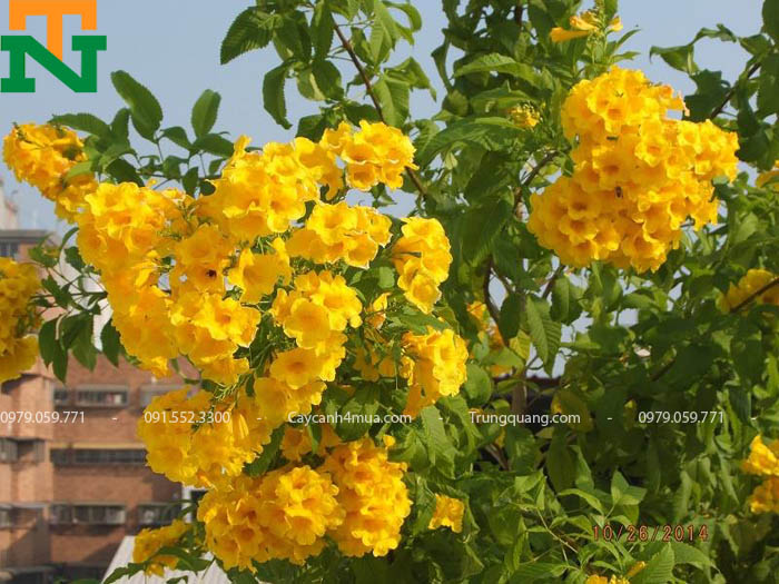 Hoa cây chuông vàng