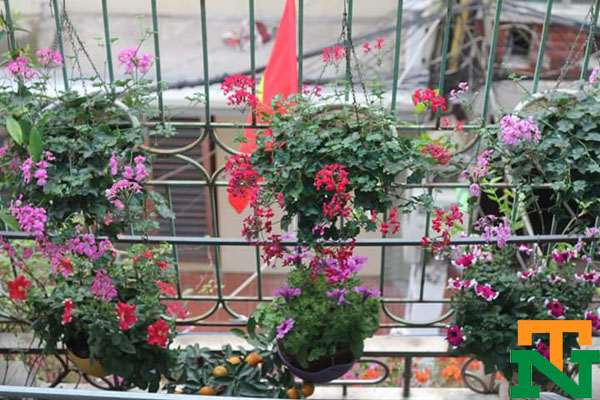 Nhà vườn bán hoa phong lữ rủ và hoa phong lữ đứng đẹp