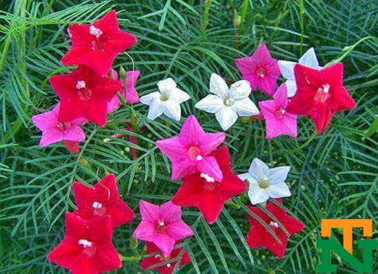 Hoa sao có 3 màu: tráng, hồng và đỏ nhưng màu đỏ thường hay gặp nhiều hơn