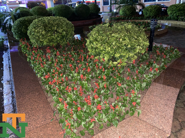 Giới thiệu cây hoa xác pháo trồng nền trang trí khuôn viên trường ĐH Công Nghiệp