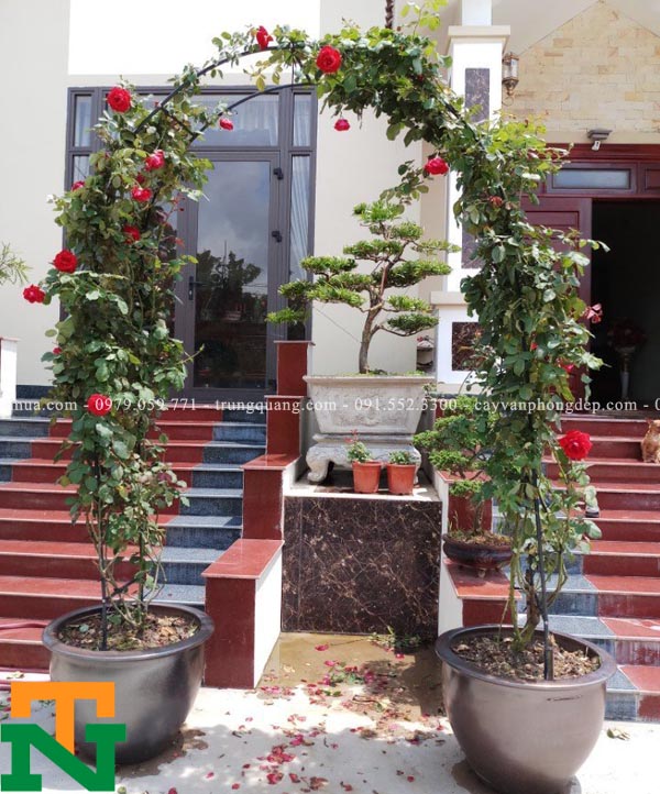 Cây hồng leo Hải Phòng làm cổng hoa