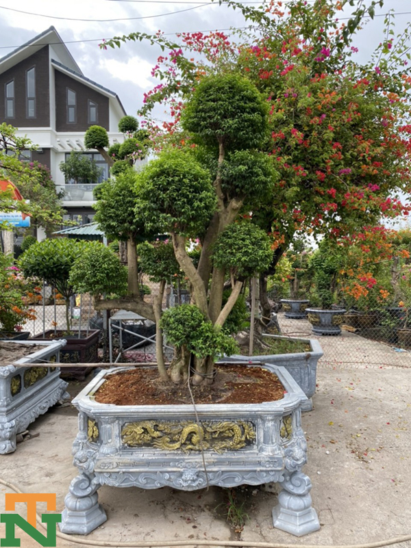 Mai chiếu thủy bonsai đẹp là món quà ý nghĩa về sức khỏe đối với bạn bè, người thân.