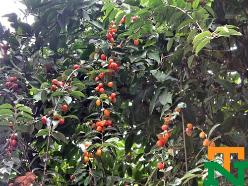 Cây giống nhót ngọt được trồng tại nhà vườn Hưng Yên