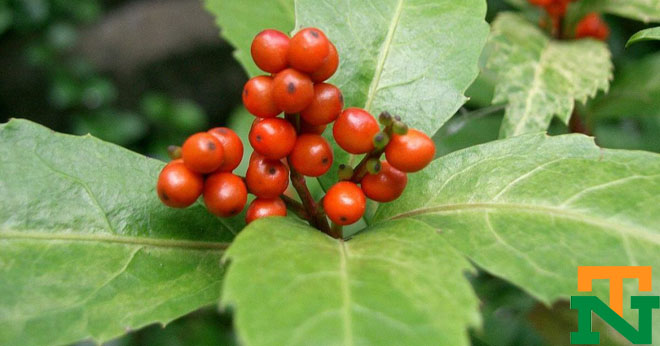 Quả của cây hoa sói ra từng chùm chín đỏ