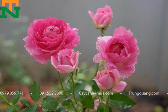 Trồng cây hoa hồng sheherazad
