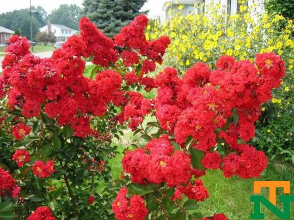 Hình ảnh cây hoa tường vy màu đỏ