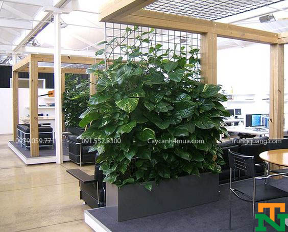 cây vạn niên thanh trồng trong văn phòng