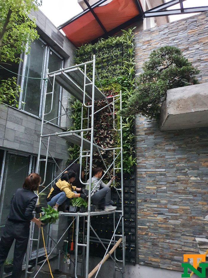 Hình ảnh đơn vị đang thi công vườn tường đứng tại Quảng Ninh