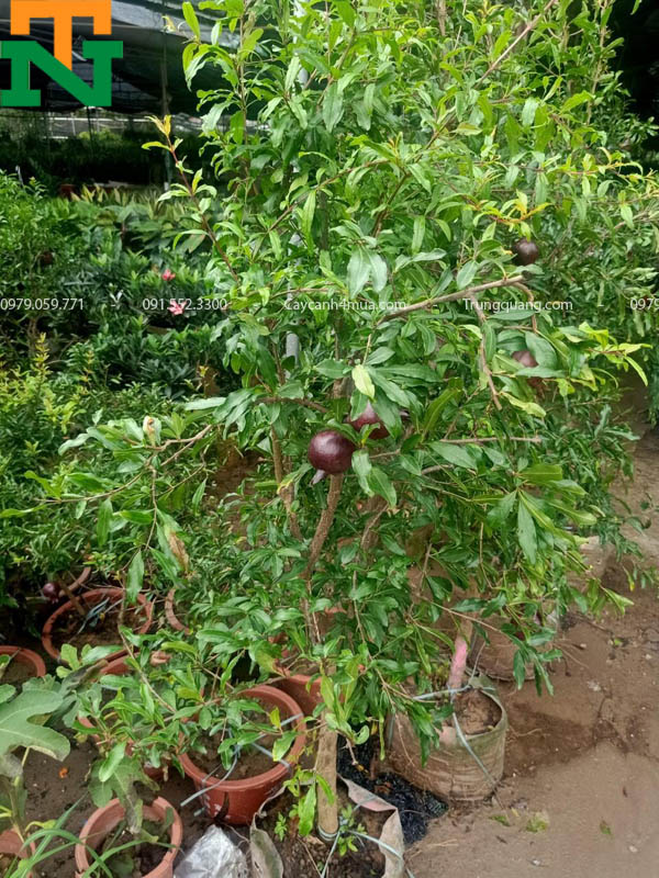 Cây lựu quả tím trồng trong chậu