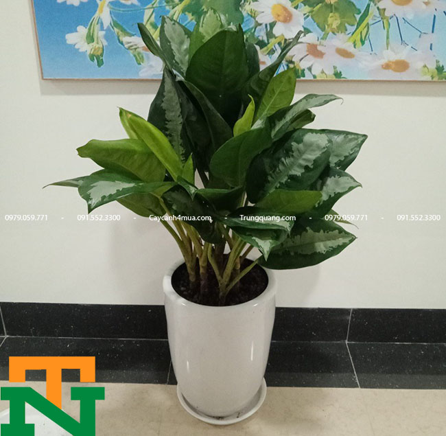 Ý nghĩa và công dụng của cây ngân hậu