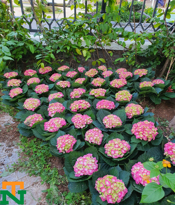 Hoa cẩm tú cầu gồm nhiều bông hoa cánh mỏng nở chụm thành một khối cầu lớn đẹp mắt