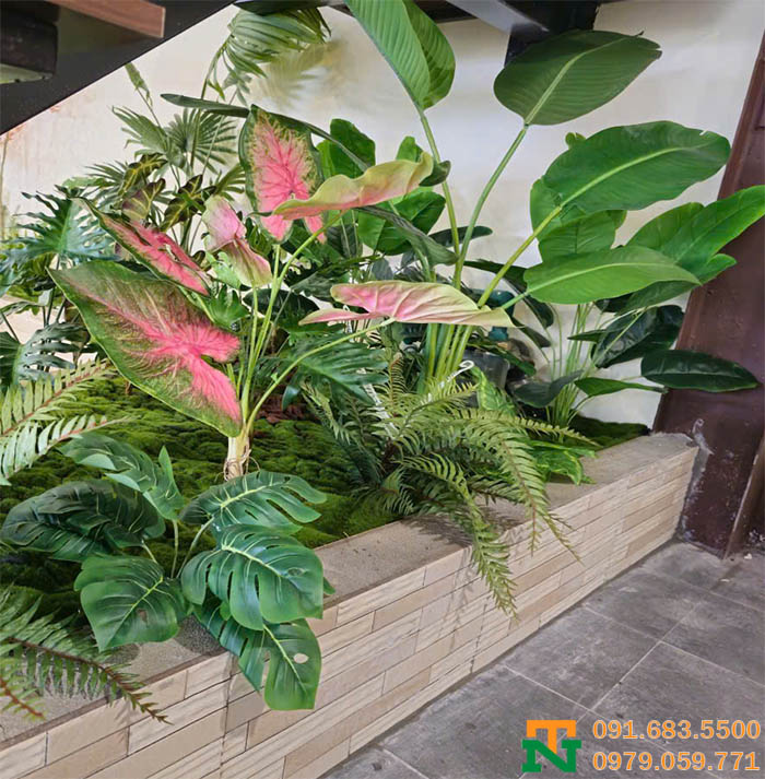 Bồn cành môn 5 màu cao cấp