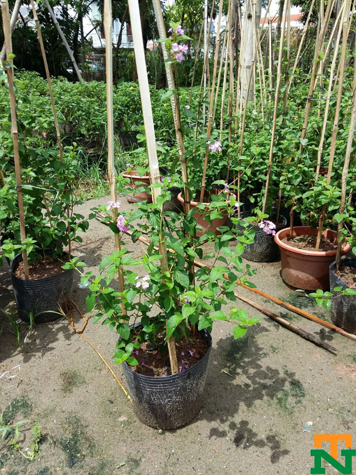 Bán hoa ngũ sắc tím rủ đang trồng và chăm sóc tại vườn Hưng Yên
