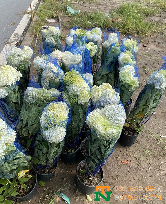 Hoa cẩm tú cầu trang trí tiệc