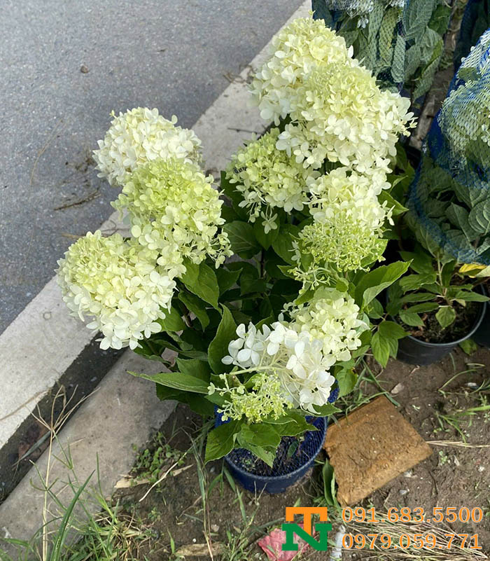 Hoa cẩm tú cầu nở đẹp siêu xinh