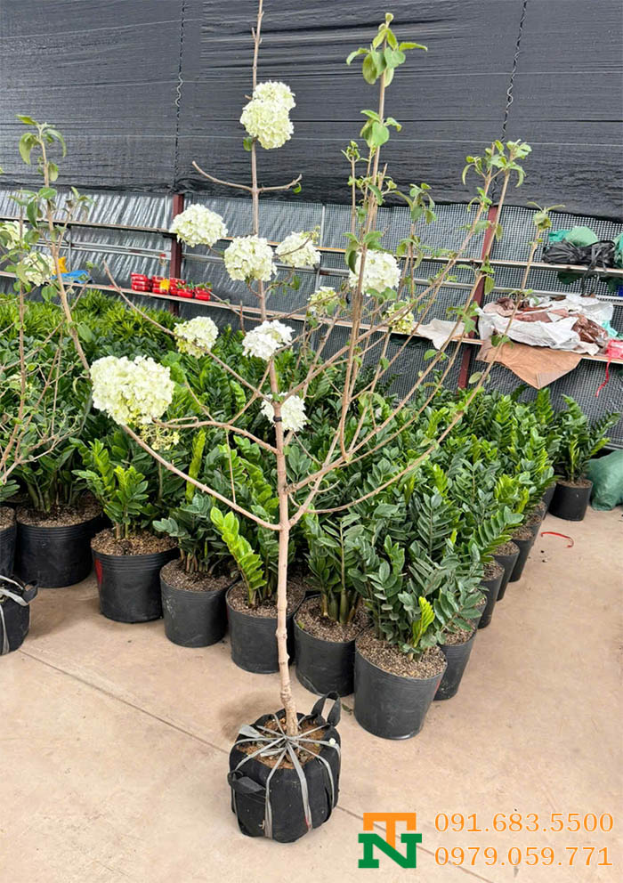 Cây cẩm tú cầu trồng vườn giá rẻ