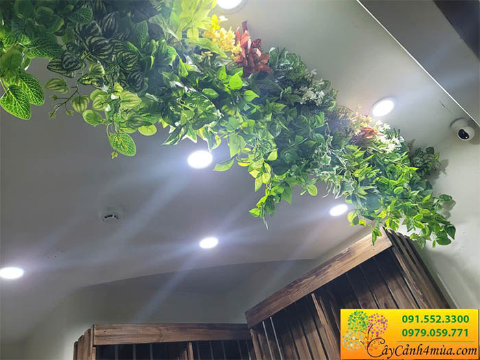 Cành rủ giả thường xuân và trầu bà