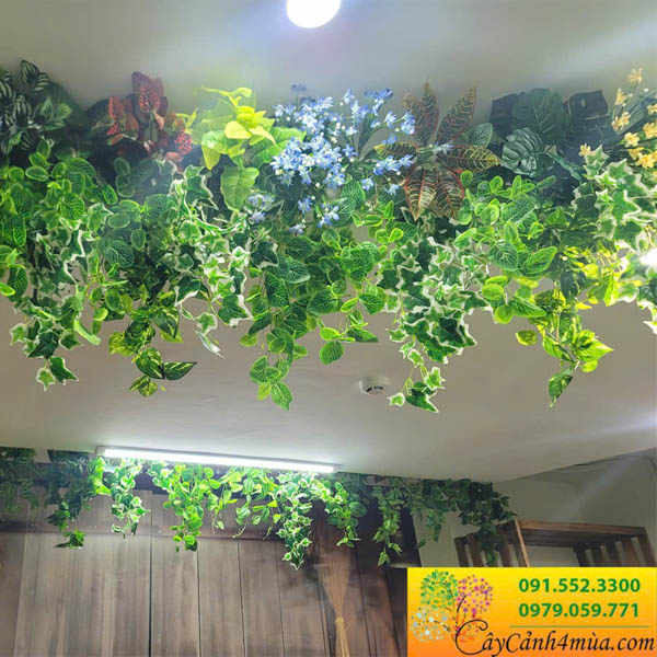 Cành rủ trầu bà, thường xuân giả đẹp