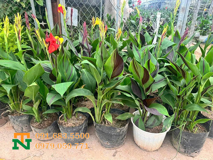 Vườn cây ánh dương đẹp