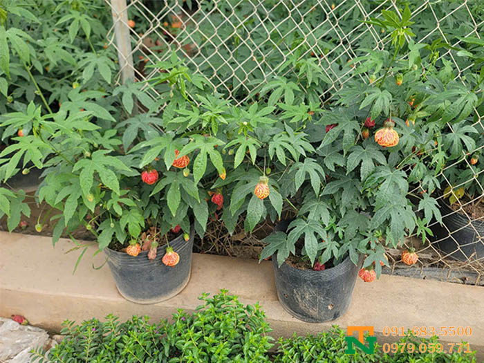 Cây bụp lồng đèn cảnh