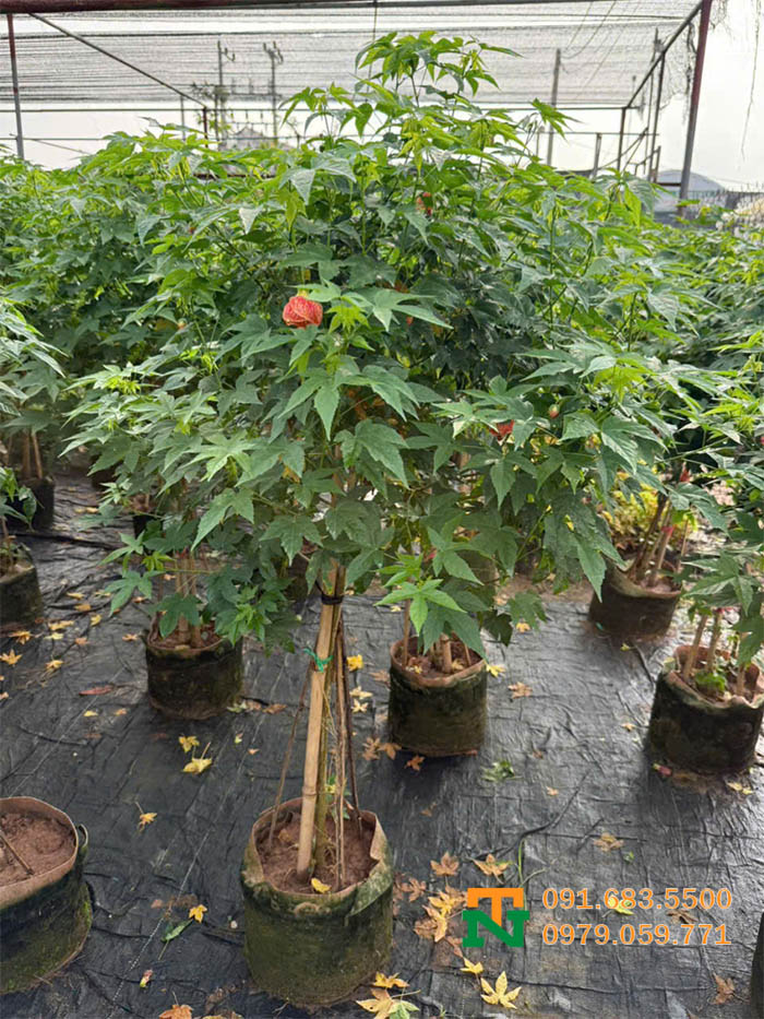 Cây bụp lồng đèn chậu đẹp