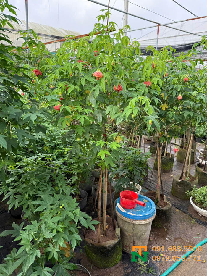 Cây bụp lồng đèn trồng vườn