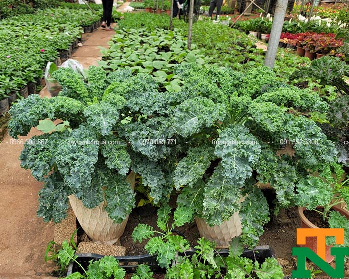 Bán cây cải kale tại Hà Nội