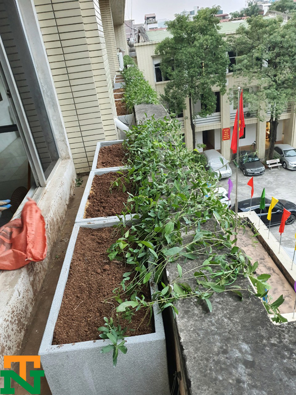 Nếu bạn cần trồng cây cúc tần ấn độ trên sân thượng hãy liên hệ với cayvanphongdep nhé!
