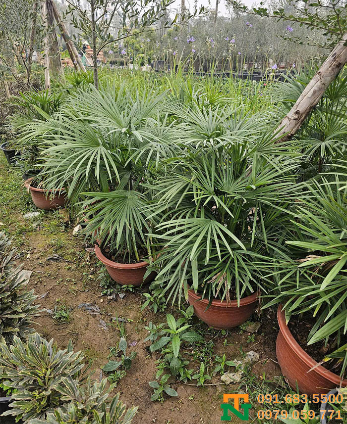 Cây cật mật kim cương tại vườn giá tôt