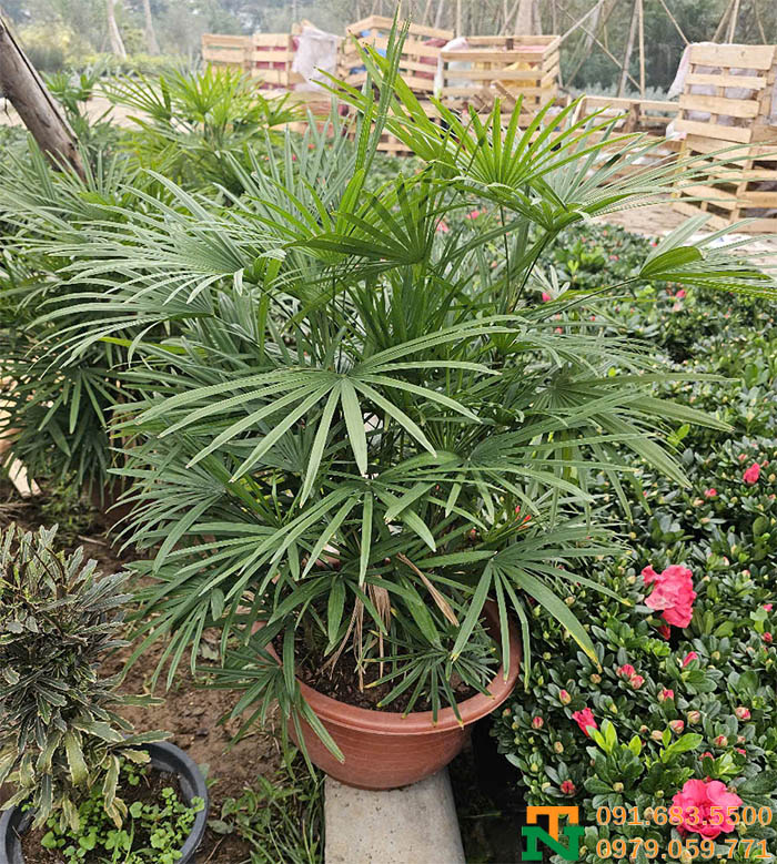 Chậu cây cật mật kim cương đẹp cao cấp