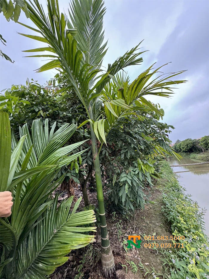 Cây cau ta dáng đẹp