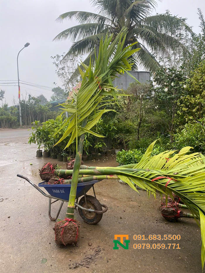 Cây cau ta tại vườn